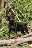 PINSCHER NAIN 126
